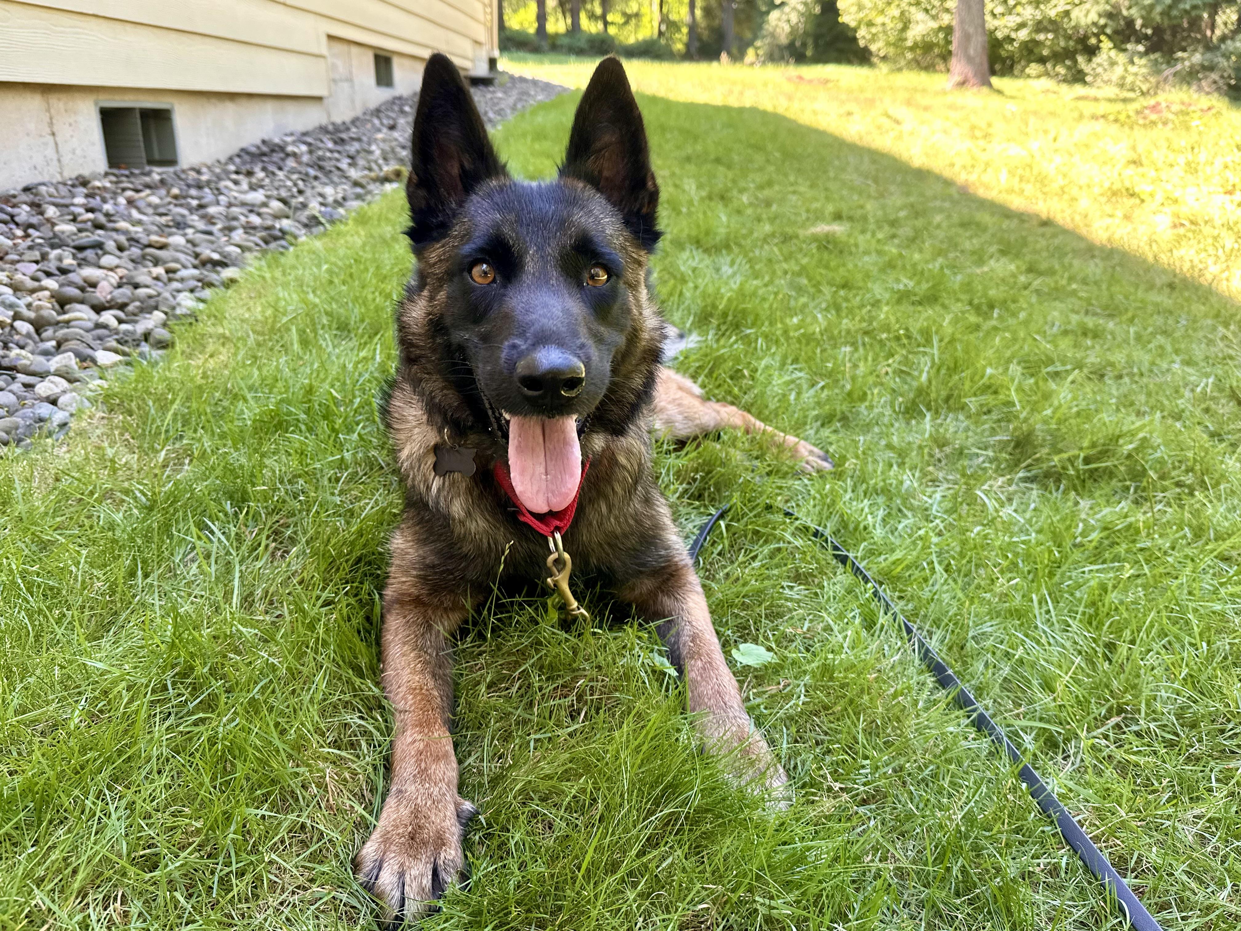 Wei, a Adoptable Belgian Shepherd / Malinois in Vancouver, WA image 3/6
