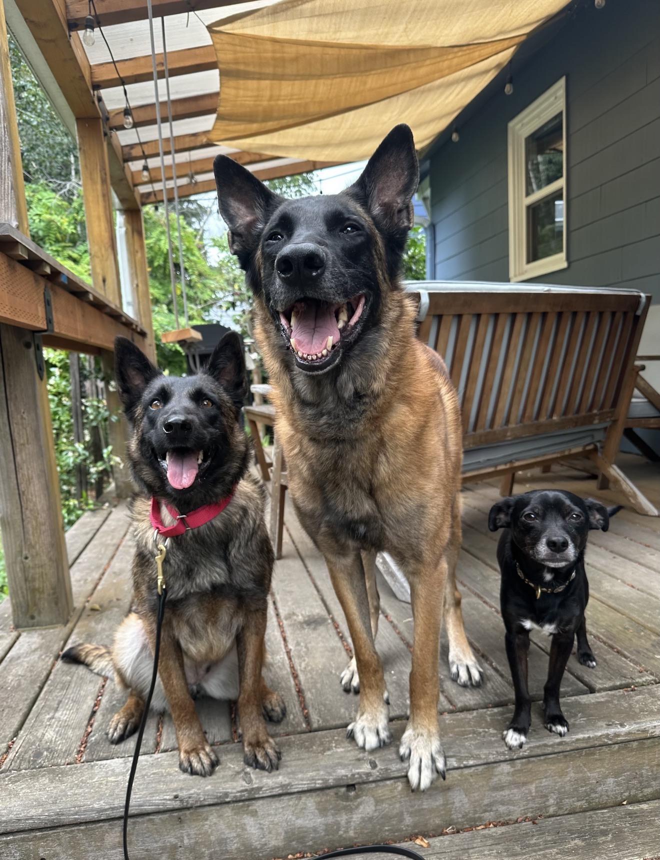 Wei, a Adoptable Belgian Shepherd / Malinois in Vancouver, WA image 4/6