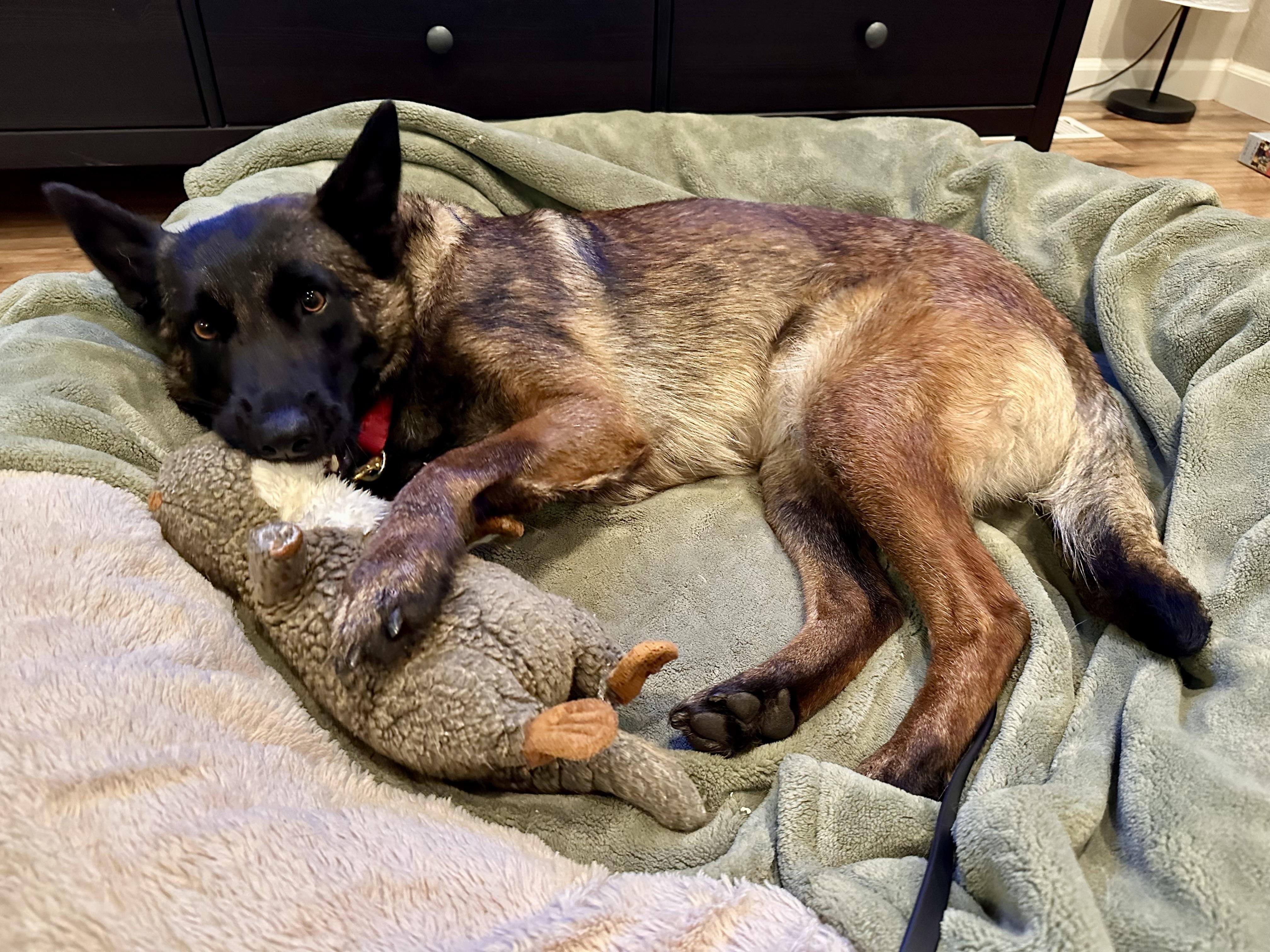 Wei, a Adoptable Belgian Shepherd / Malinois in Vancouver, WA image 5/6