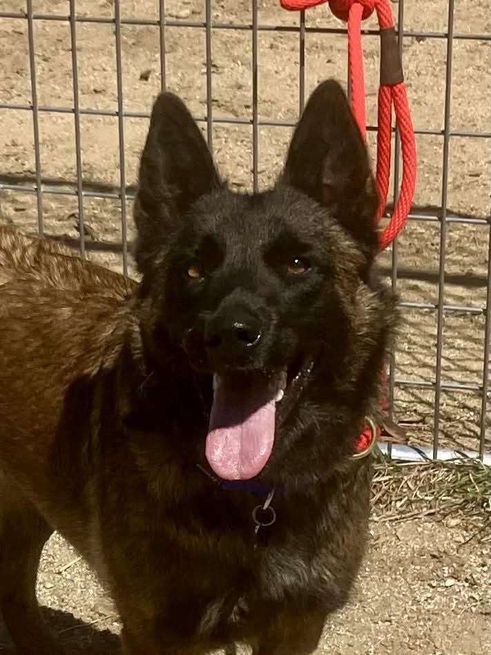 Wei, Adoptable, Adult Female Belgian Shepherd / Malinois.