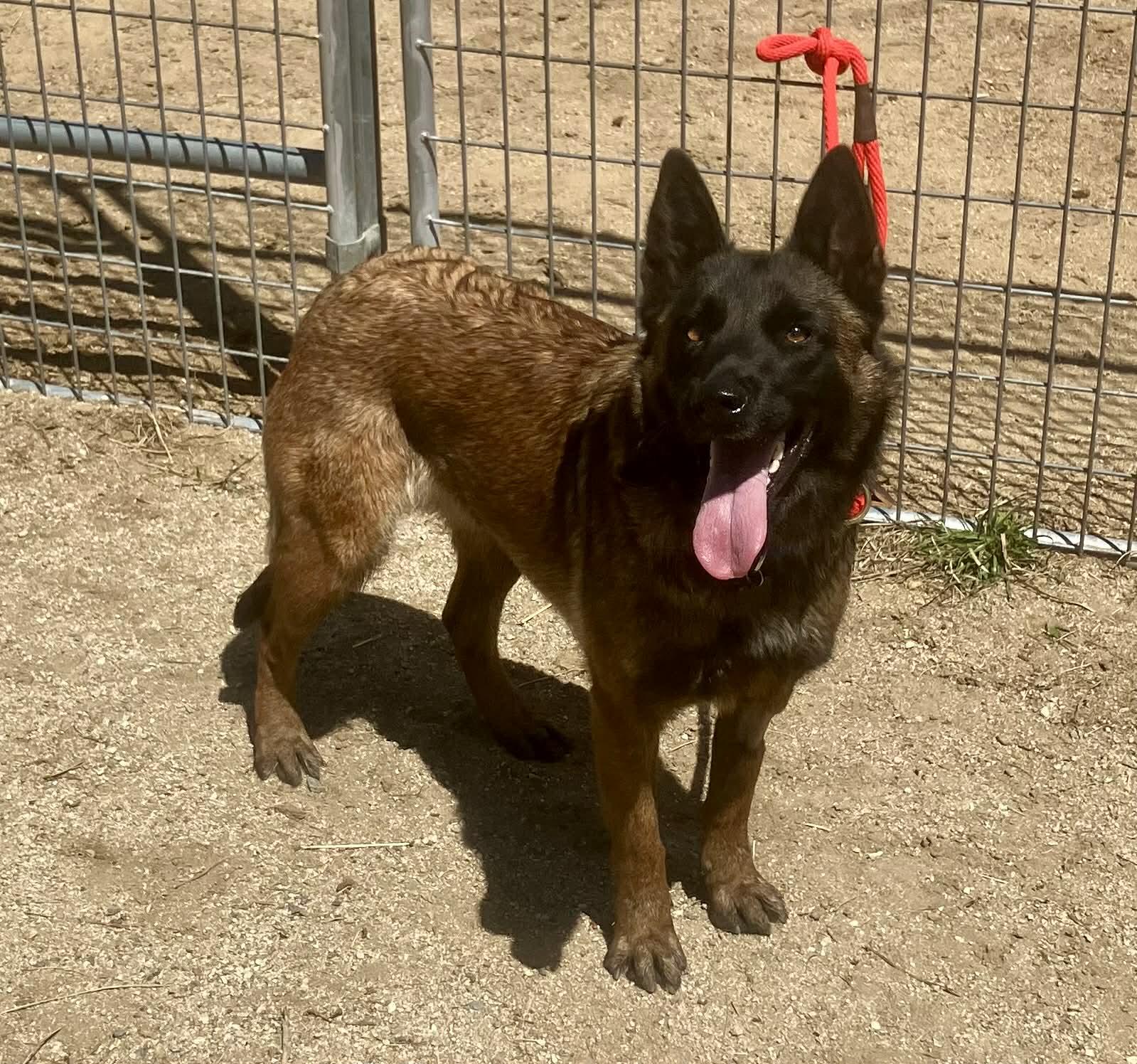Wei, a Adoptable Belgian Shepherd / Malinois in Vancouver, WA image 2/2