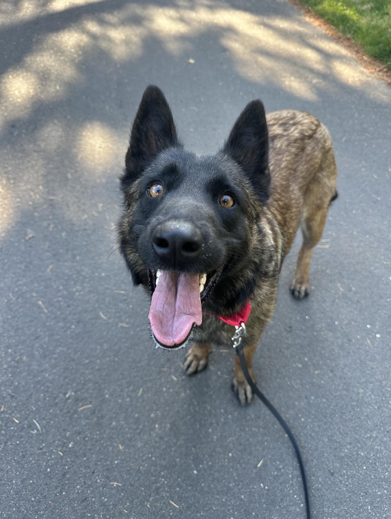 Wei, a Adoptable Belgian Shepherd / Malinois in Vancouver, WA image 6/6