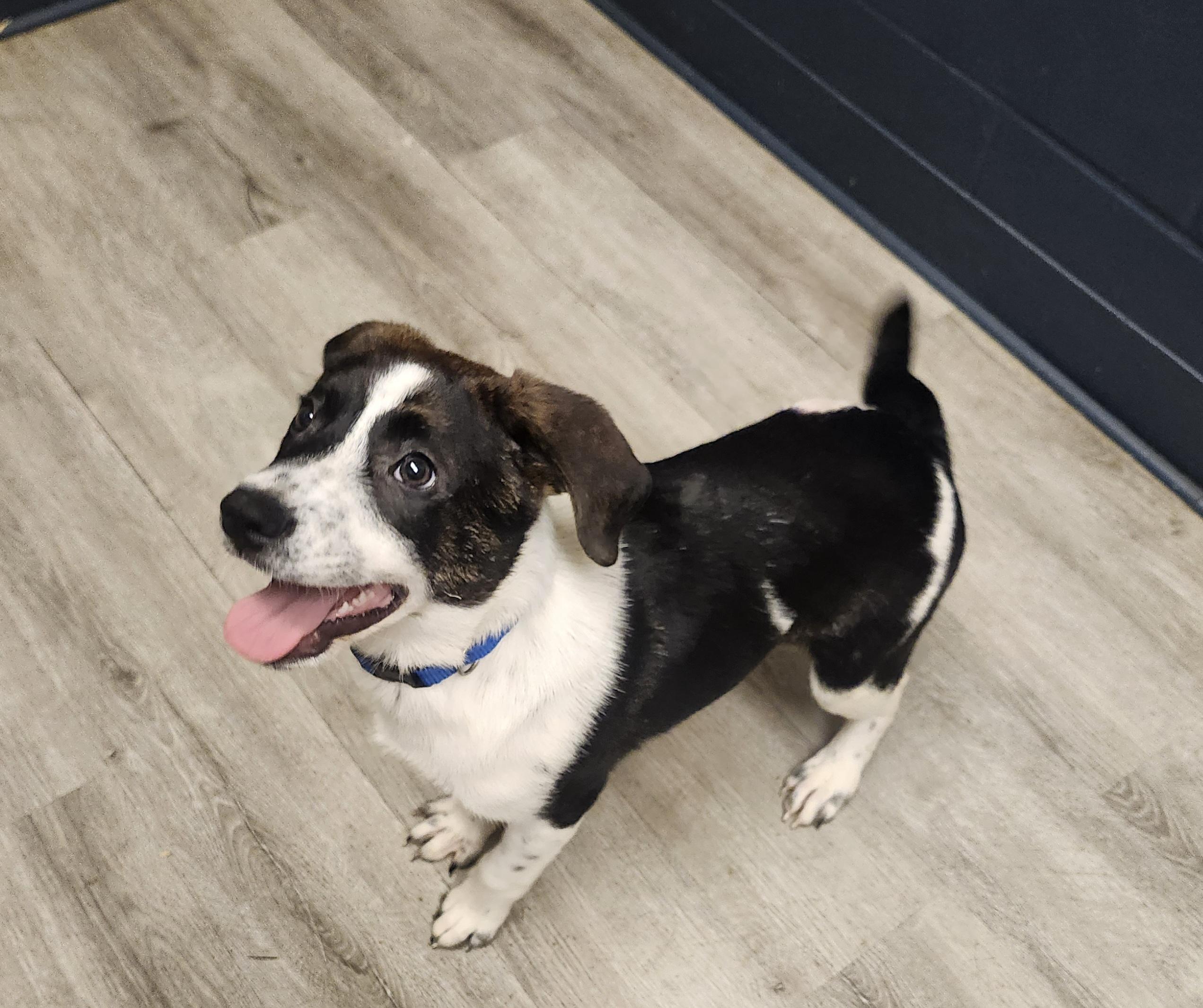 Pork  Prison Dog thumbnail 2