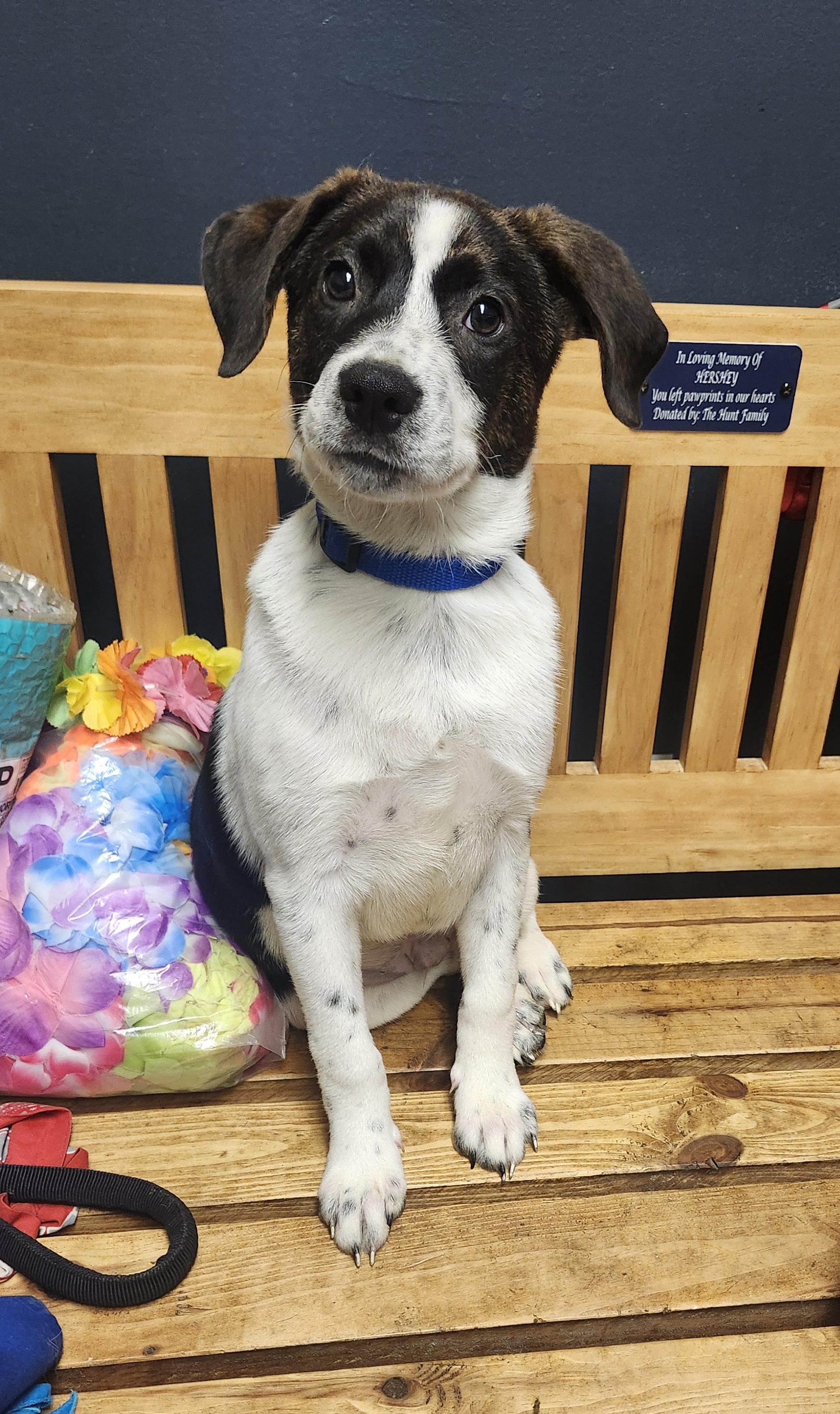 Pork  Prison Dog thumbnail 3