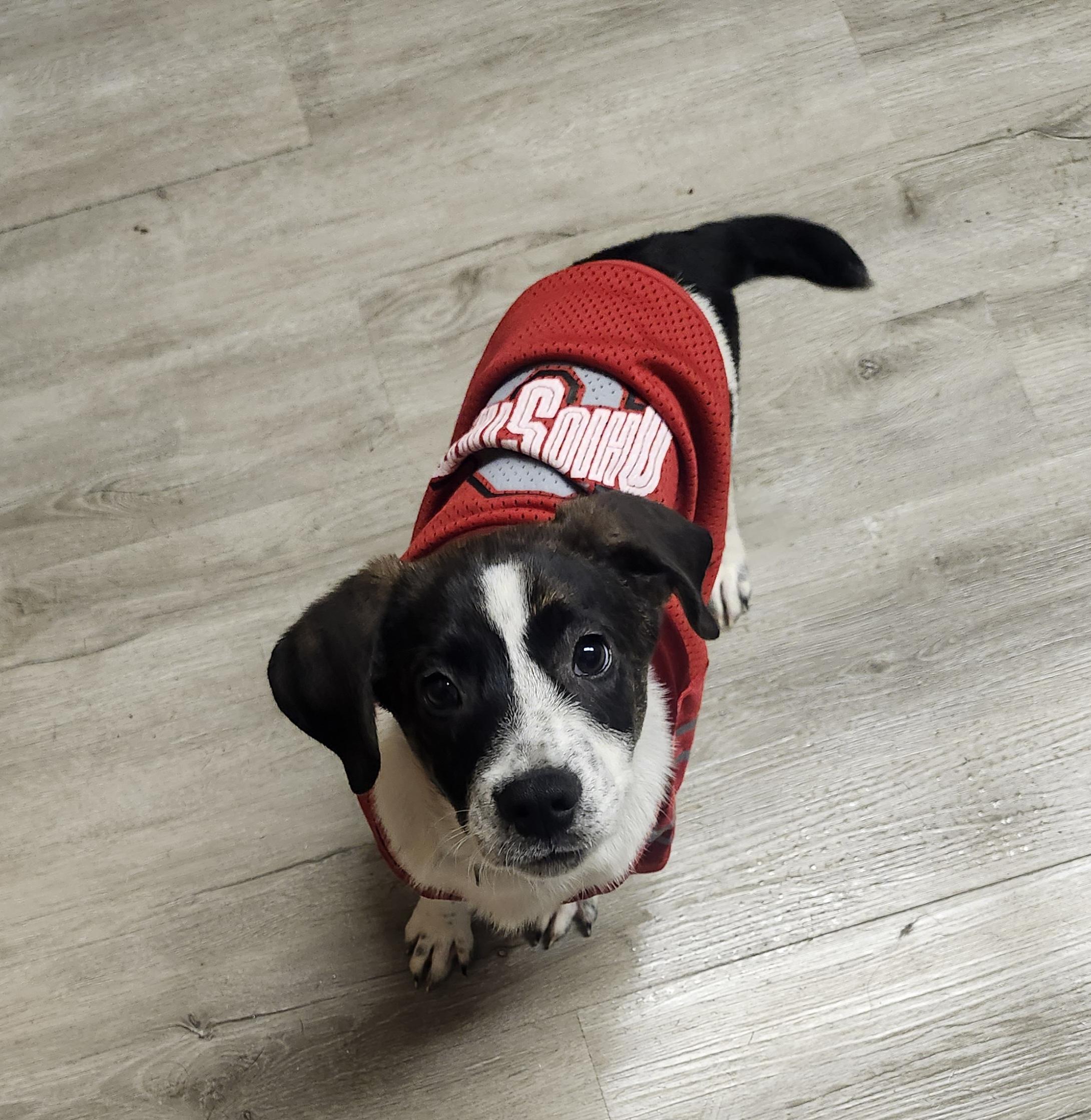 Pork  Prison Dog thumbnail 4