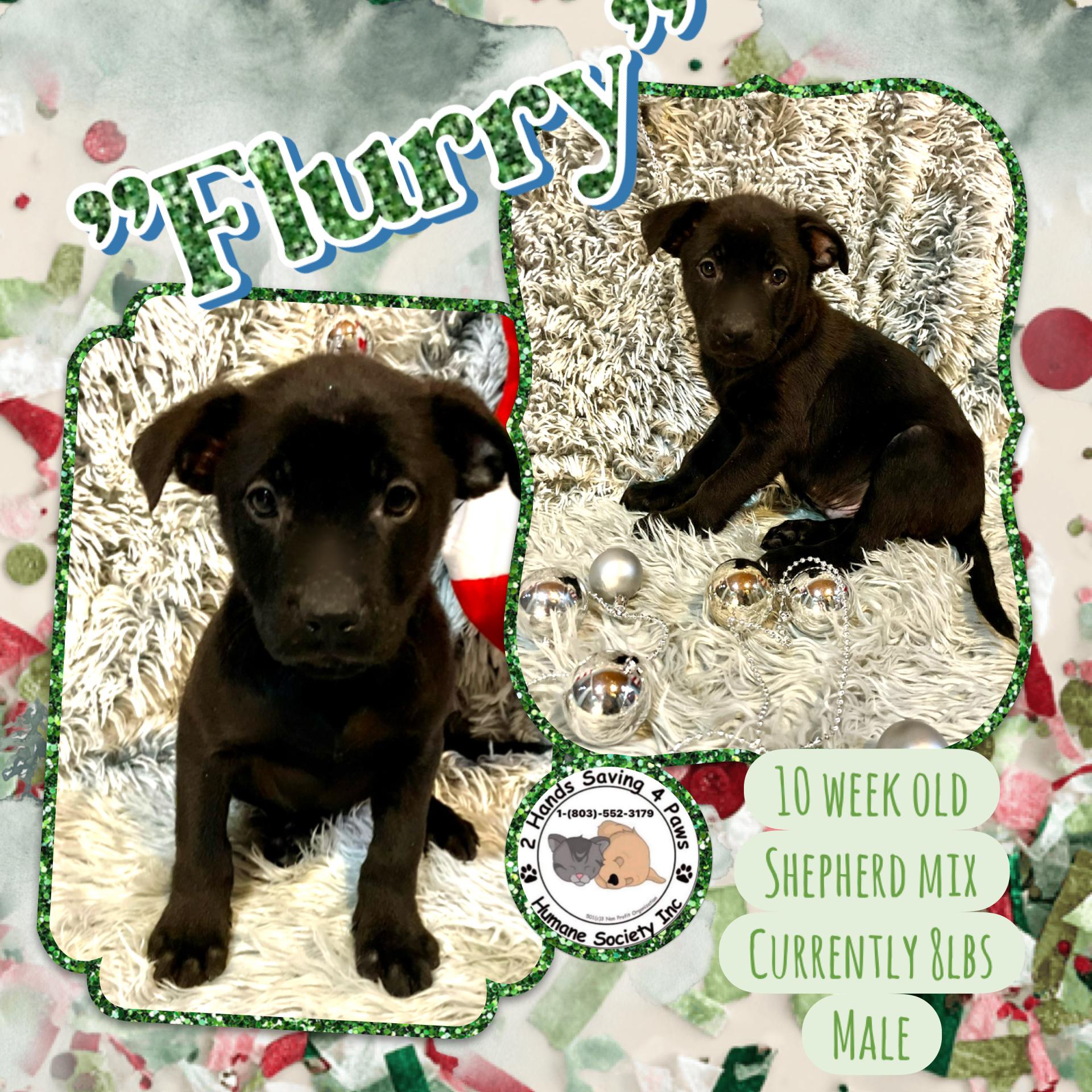 Flurry, Adoptable, Puppy Male Labrador Retriever & German Shepherd Dog.
