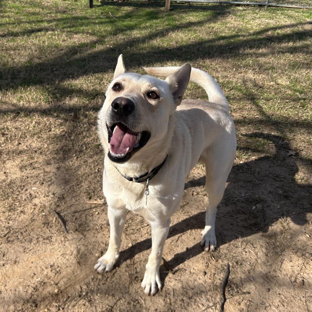 Igloo, a Adoptable Mixed Breed in Auburn, AL image 2/6
