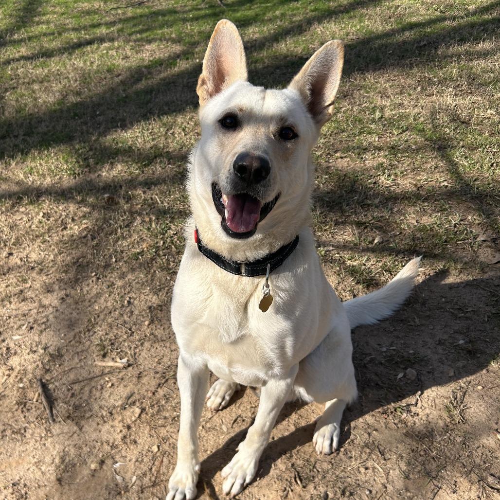 Igloo, a Adoptable Mixed Breed in Auburn, AL image 3/6