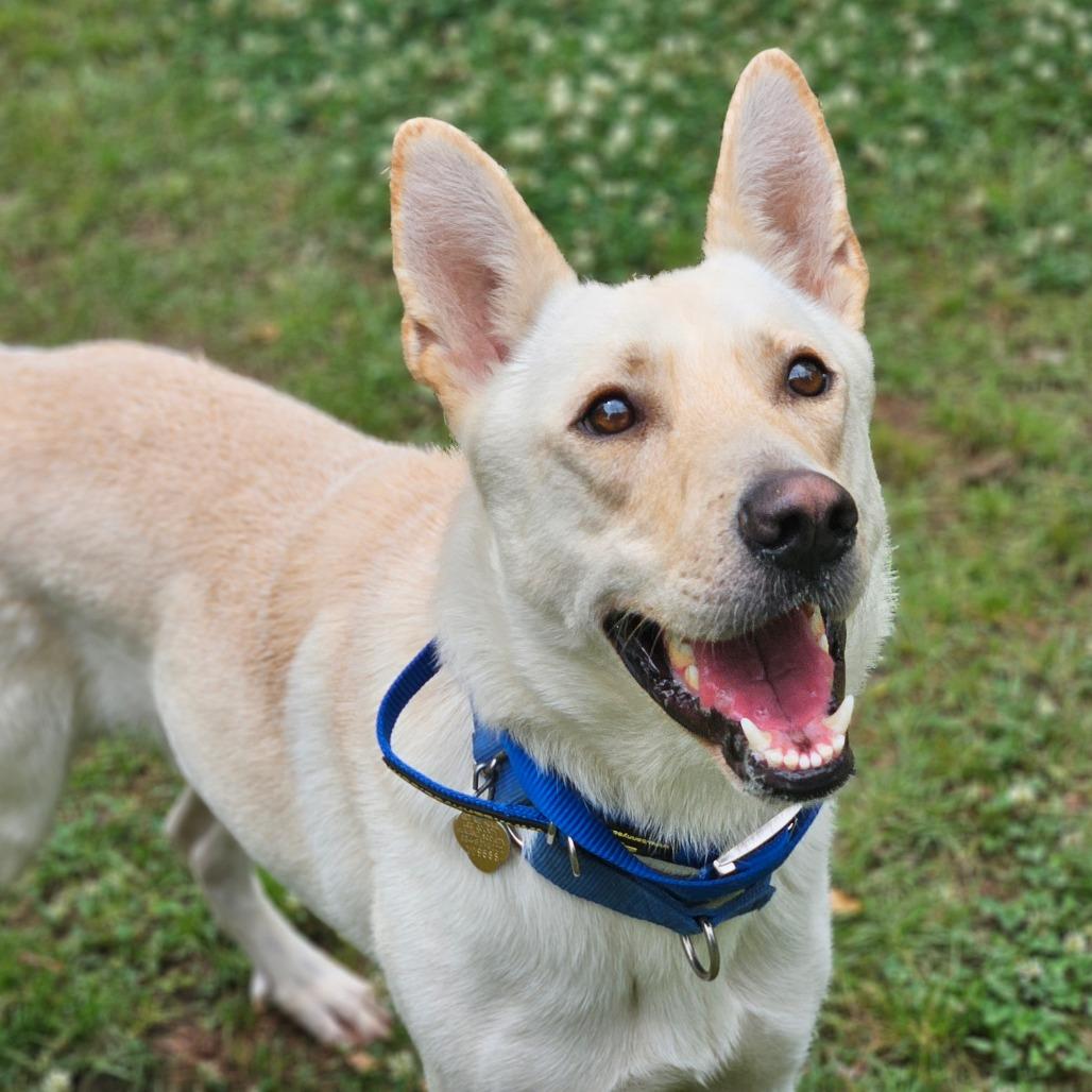 Igloo, a Adoptable Mixed Breed in Auburn, AL image 4/6