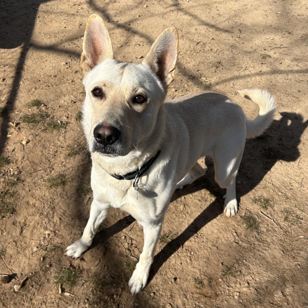 Igloo, a Adoptable Mixed Breed in Auburn, AL image 5/6