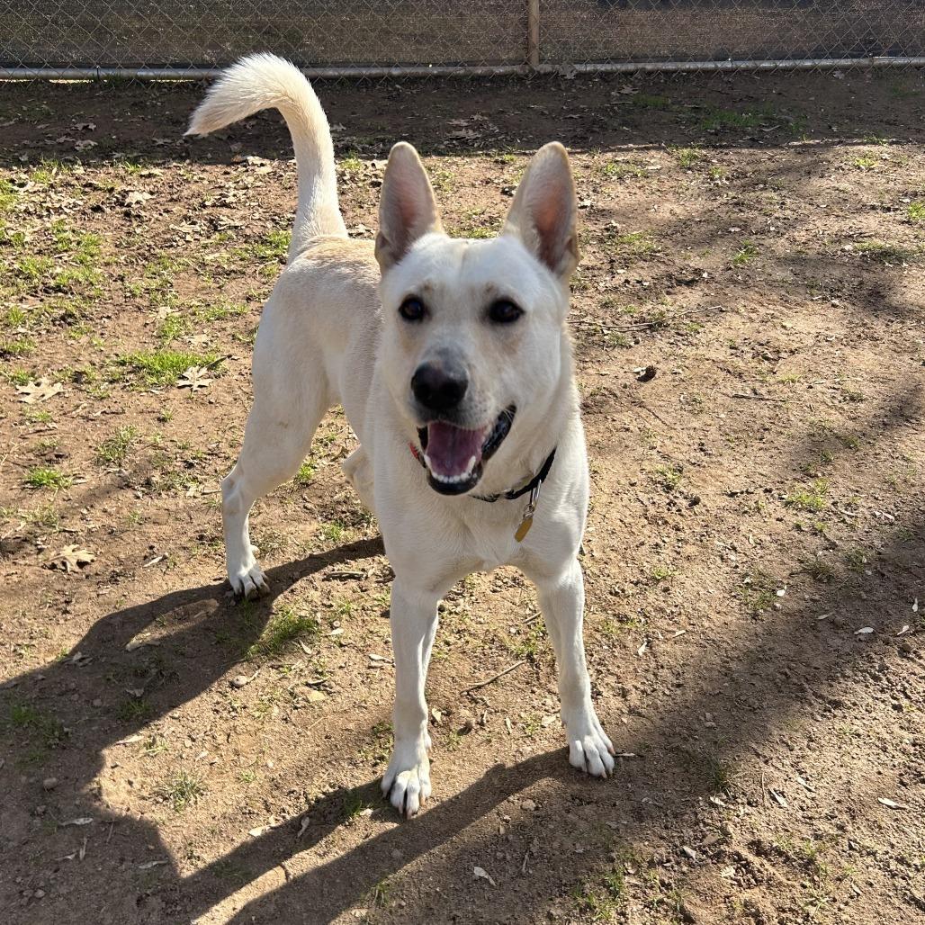Igloo, a Adoptable Mixed Breed in Auburn, AL image 6/6