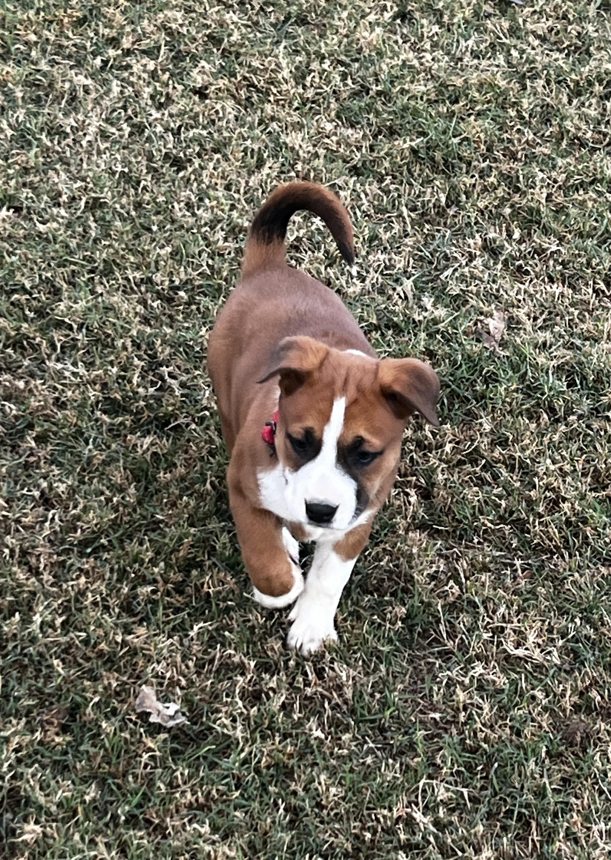 Herbey, an adoptable mixed breed in Gilbert, AZ image 3/3