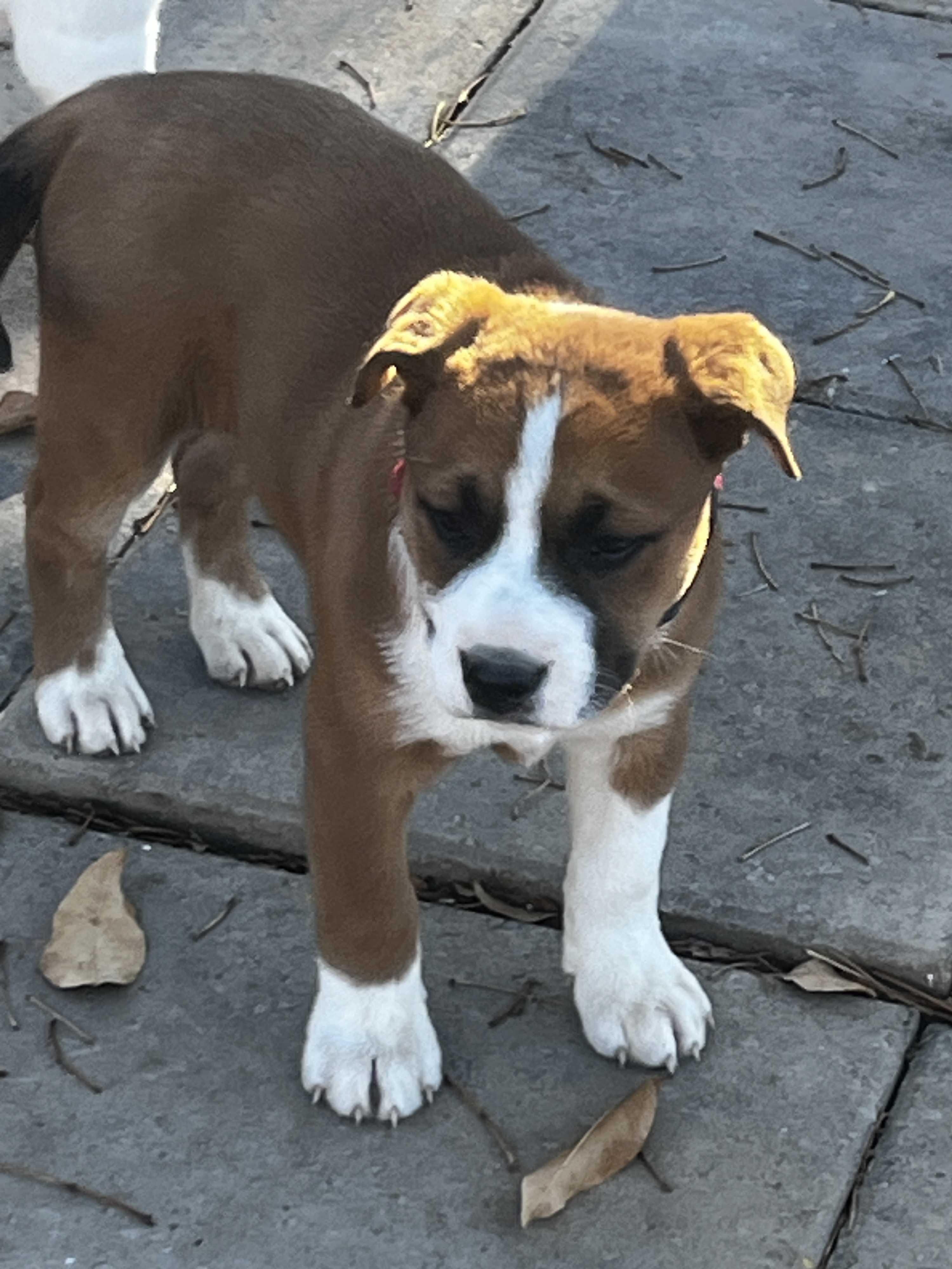 Herbey, adoptable, Puppy Female Boxer & English Bulldog.