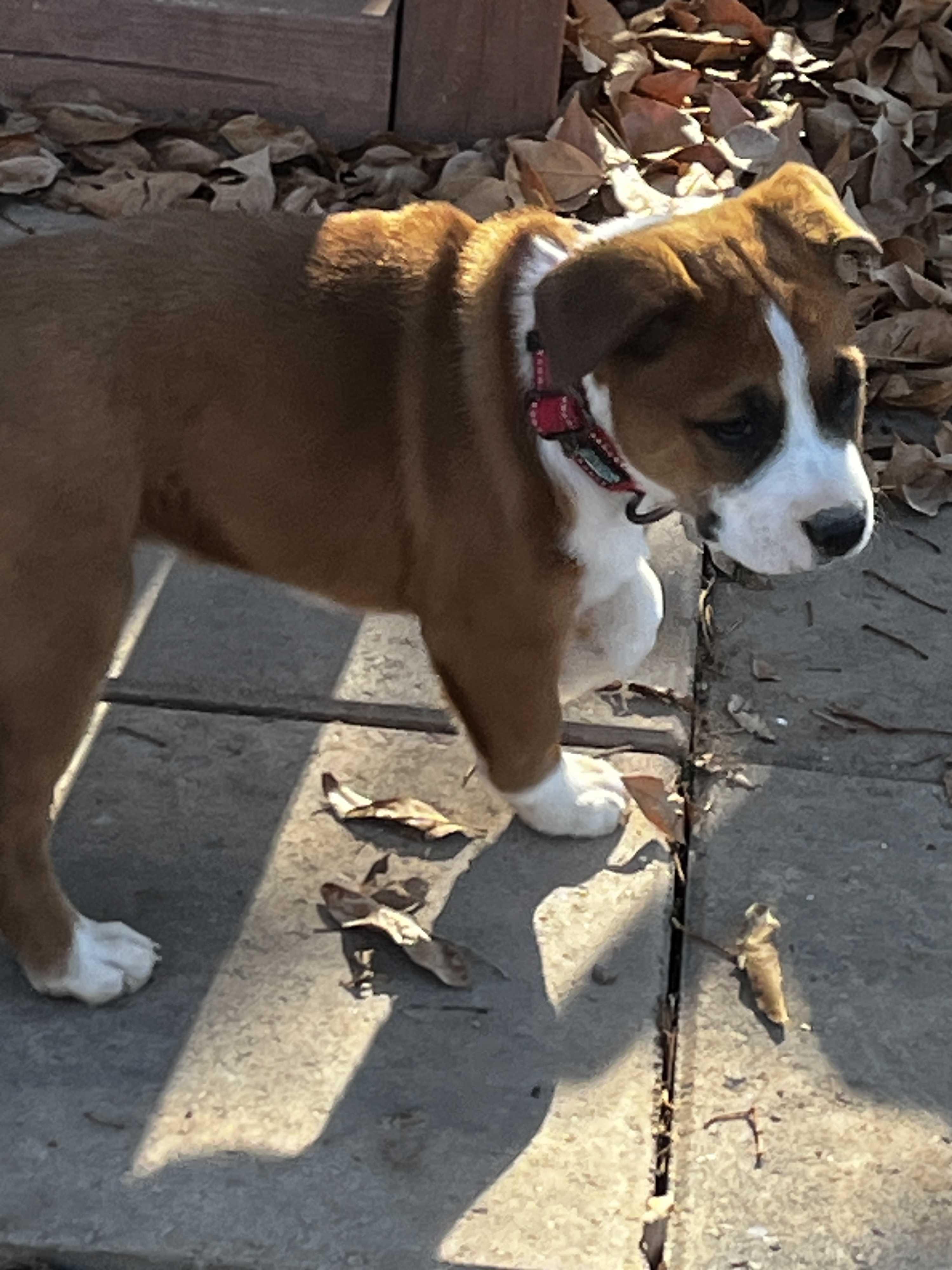 Herbey, adoptable, Puppy Female Boxer & English Bulldog.