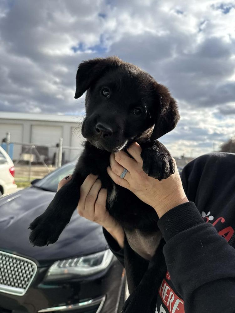 Enlarge Jaide, a Adopted Labrador Retriever in Evansville, IN image 1/1