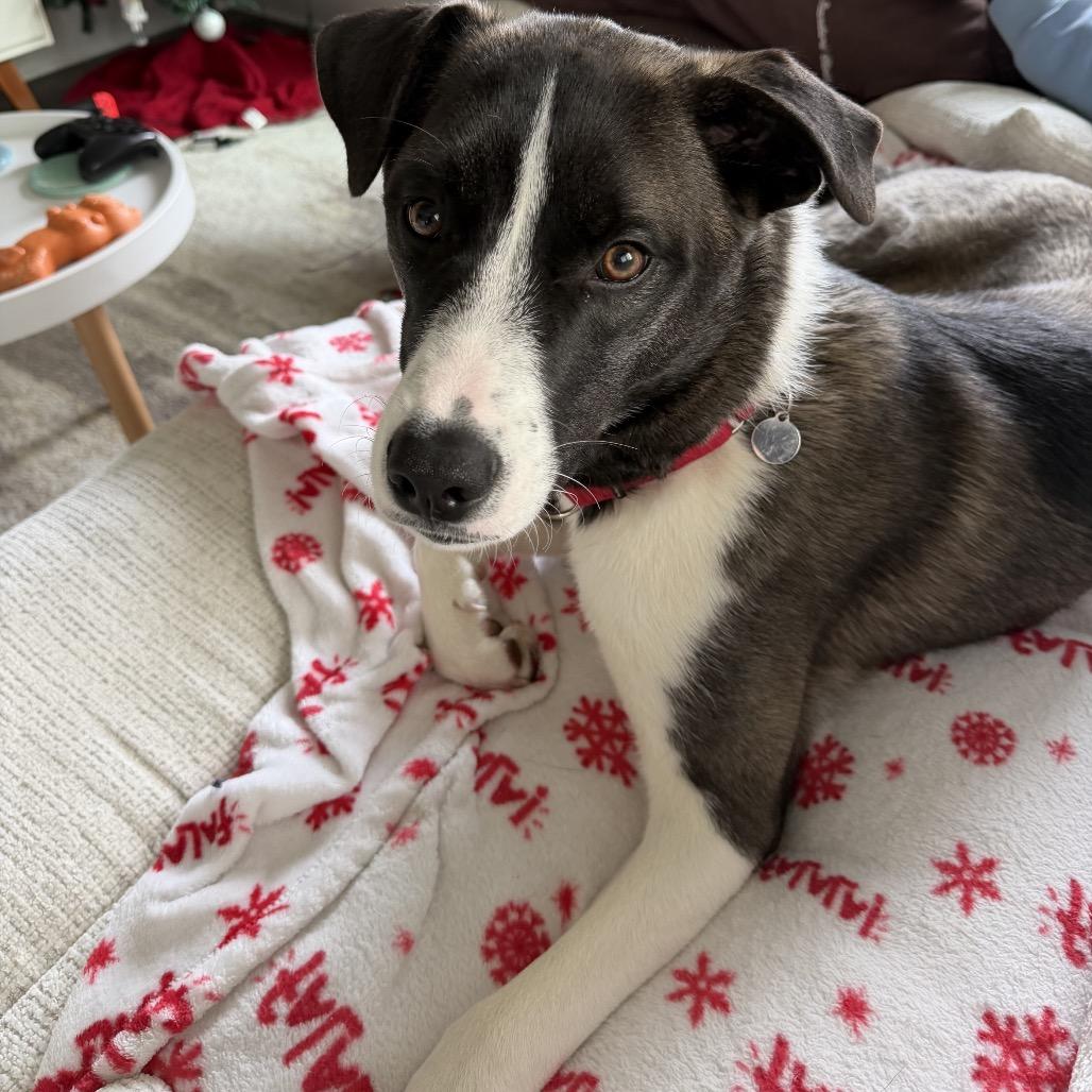 Drogo, Adoptable, Young Male Hound & Mixed Breed.