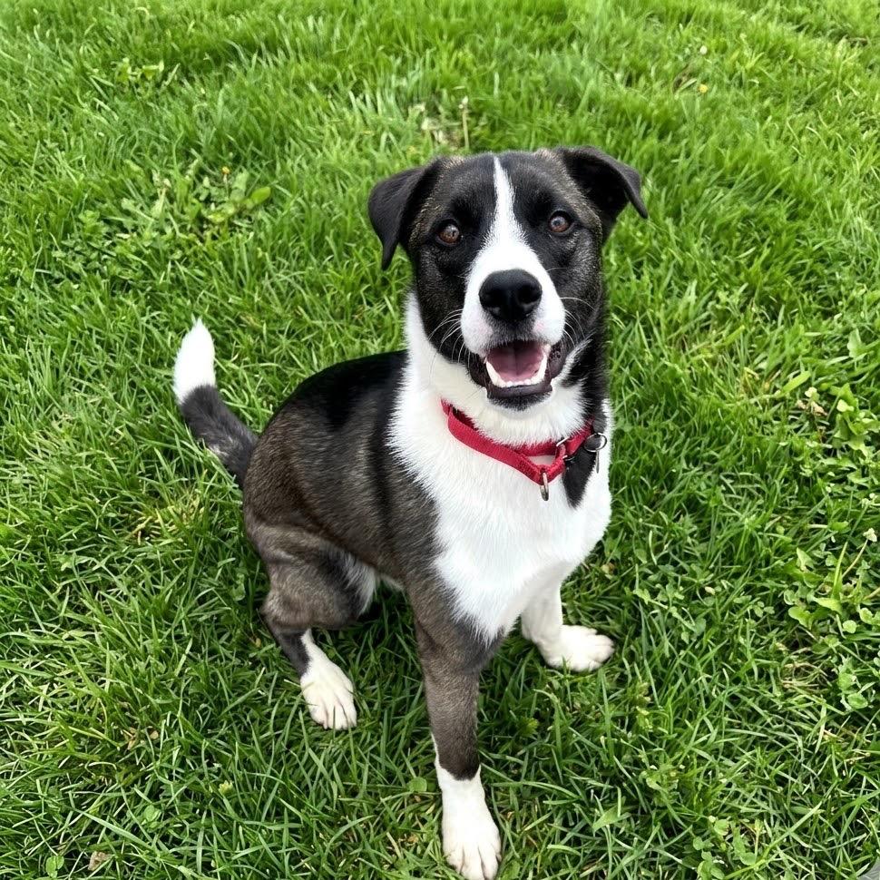 Enlarge Drogo, a Adoptable mixed breed in Nashville, TN image 2/6