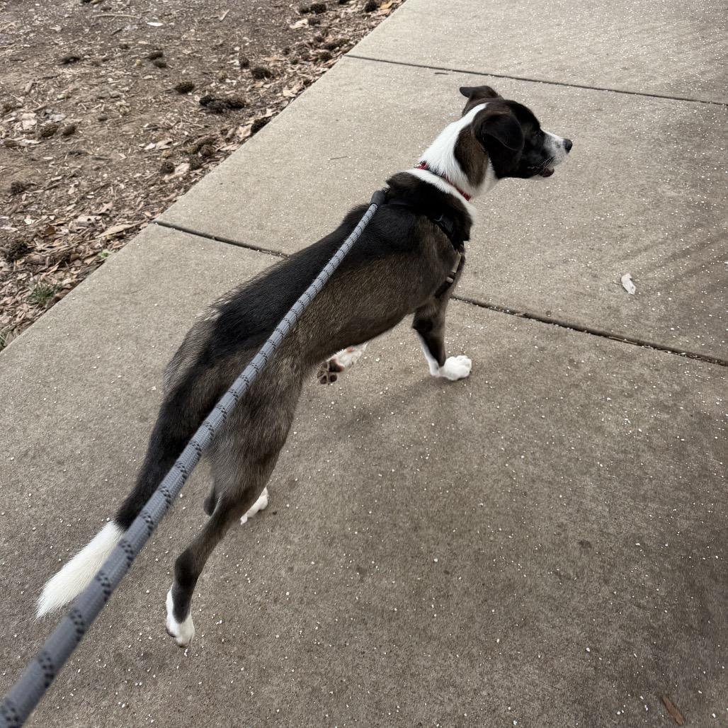 Enlarge Drogo, a Adoptable mixed breed in Nashville, TN image 3/6