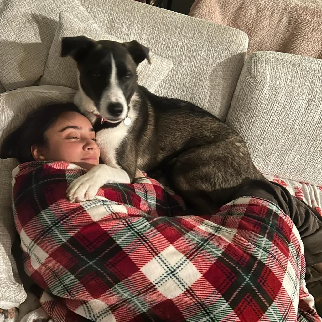 Enlarge Drogo, a Adoptable mixed breed in Nashville, TN image 4/6