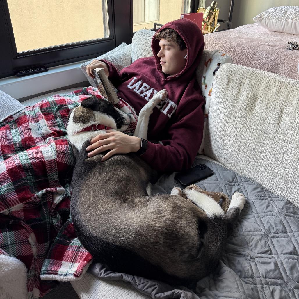 Enlarge Drogo, a Adoptable mixed breed in Nashville, TN image 5/6