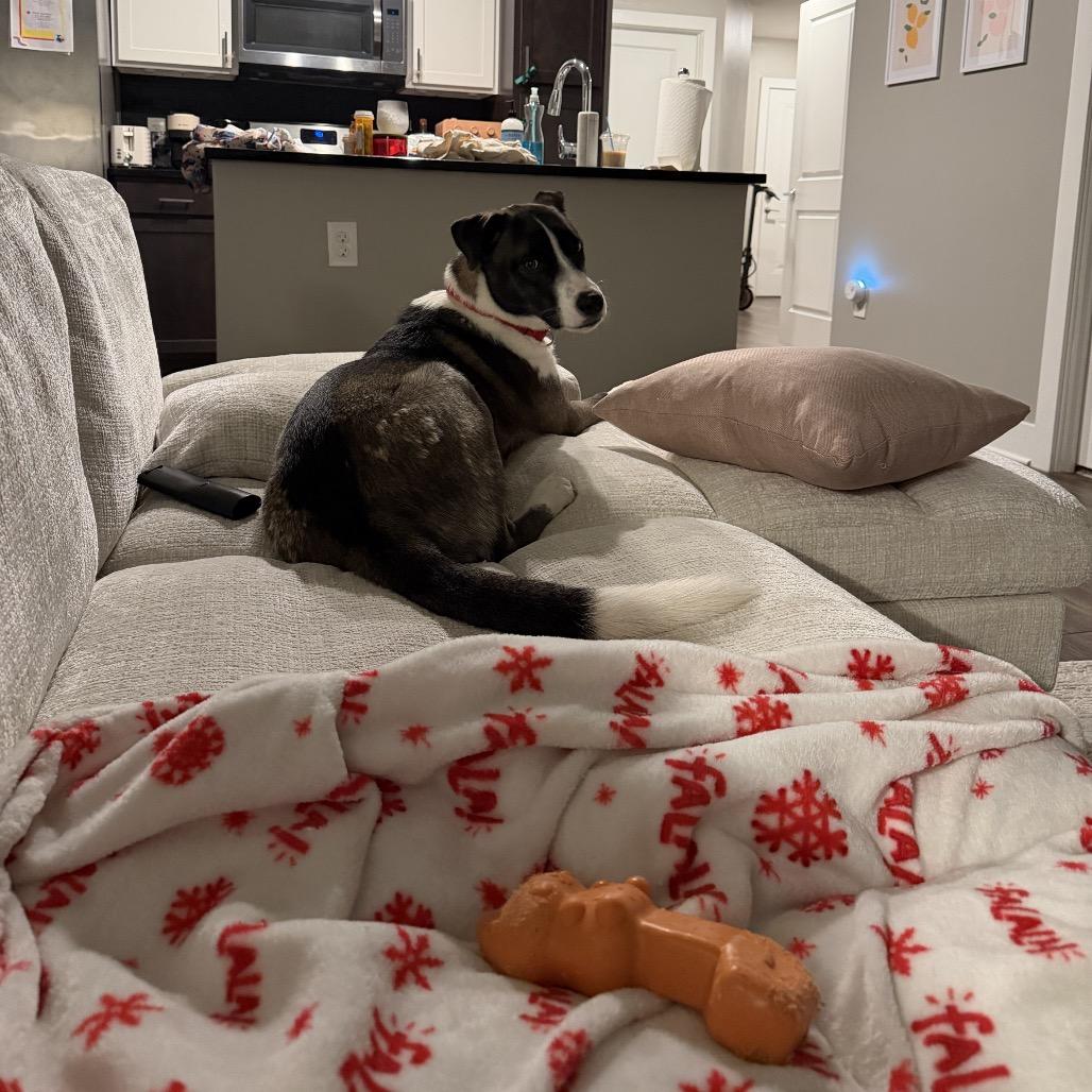 Enlarge Drogo, a Adoptable mixed breed in Nashville, TN image 6/6