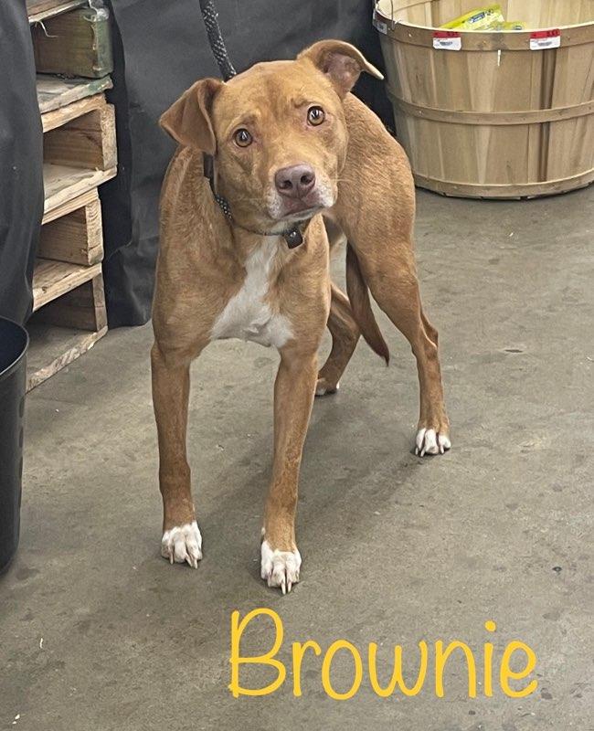 Brownie, adopted, Adult Female Labrador Retriever.