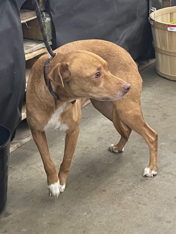 Enlarge Brownie, an adopted mixed breed in Cairo, GA image 2/3