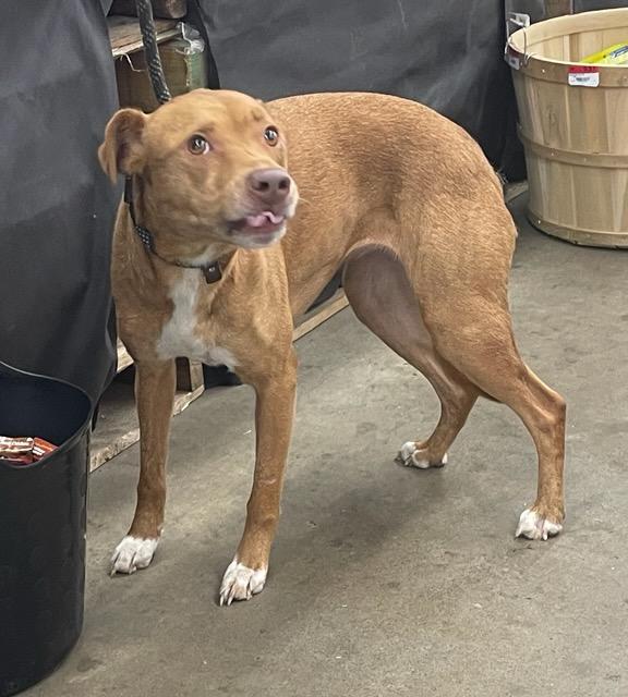 Enlarge Brownie, an adopted mixed breed in Cairo, GA image 3/3