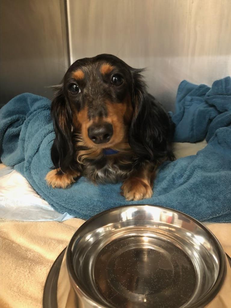 Enlarge Mocha-PARALYZED, a ADOPTABLE Dachshund (Long Haired) in Oak Ridge, NJ image 4/6