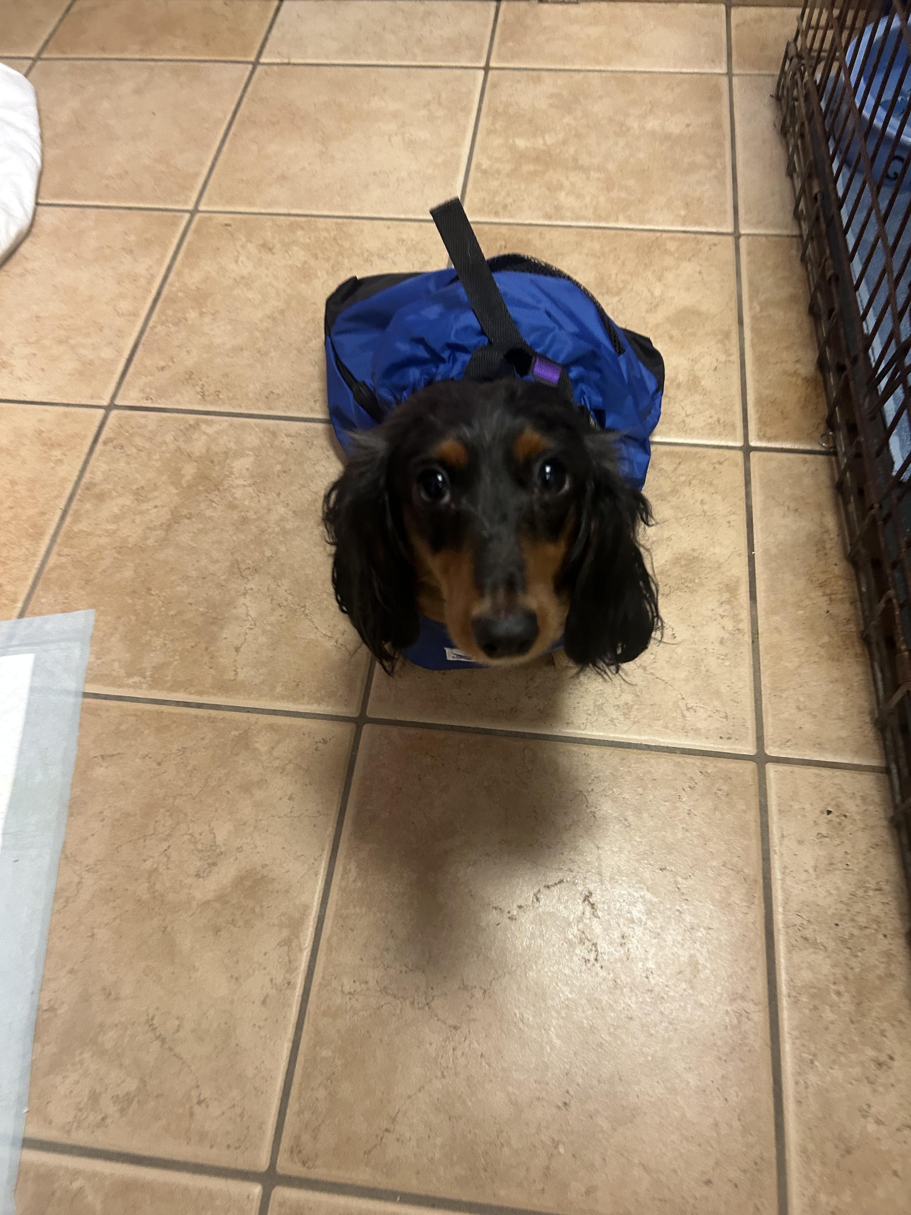 Enlarge Mocha-PARALYZED, a ADOPTABLE Dachshund (Long Haired) in Oak Ridge, NJ image 6/6