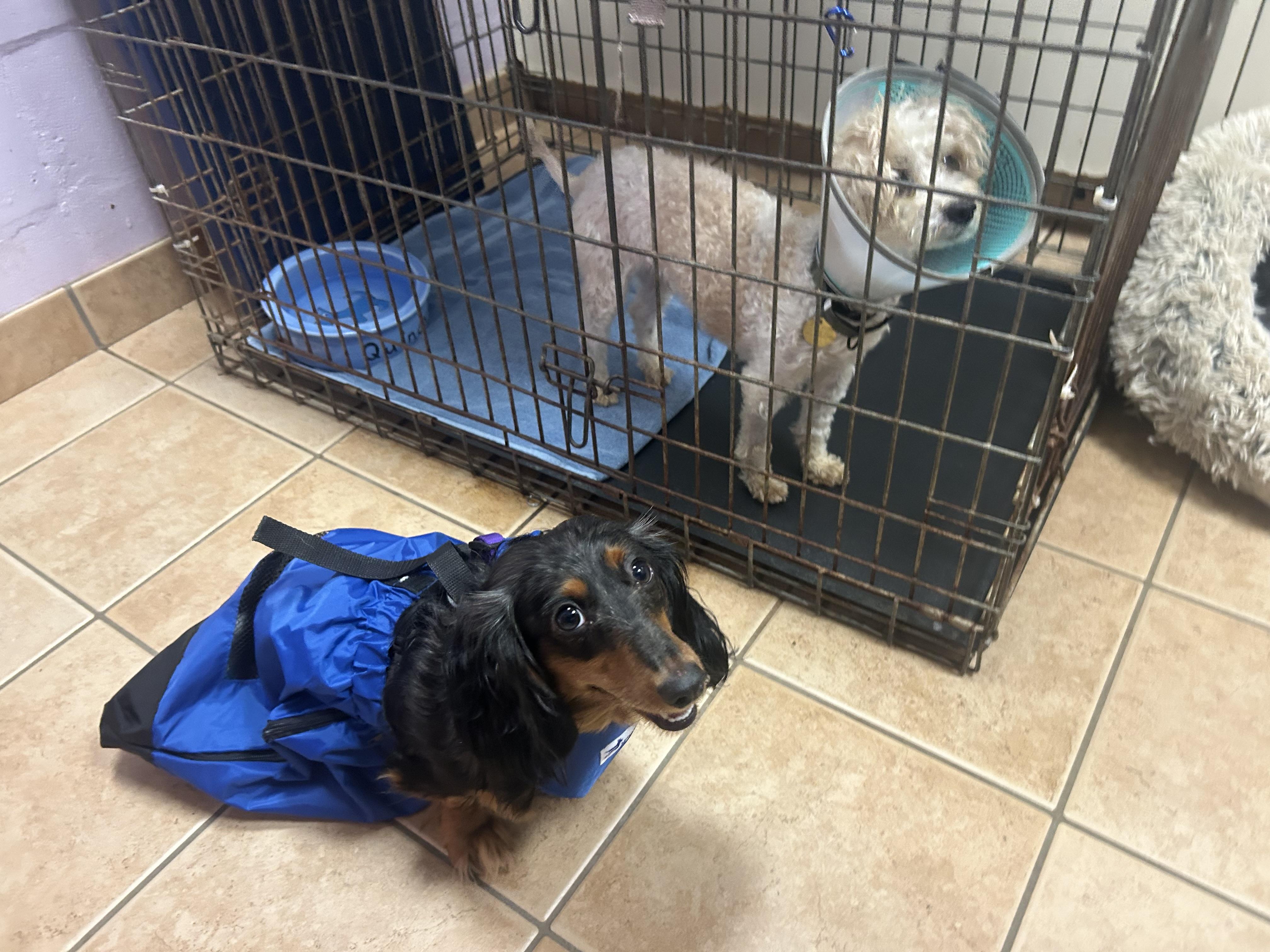 Enlarge Mocha-PARALYZED, a ADOPTABLE Dachshund (Long Haired) in Oak Ridge, NJ image 5/6