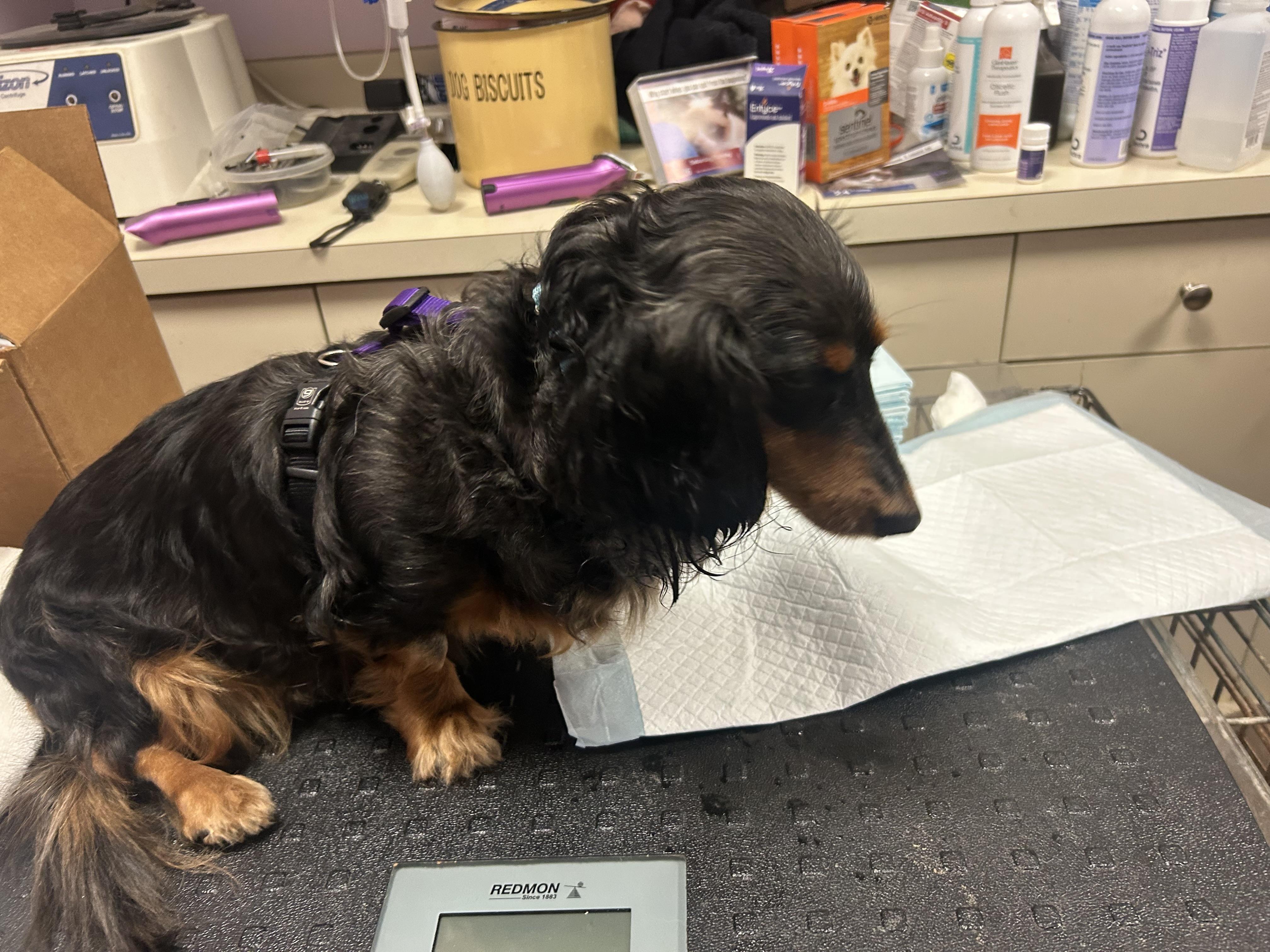 Enlarge Mocha-PARALYZED, a ADOPTABLE Dachshund (Long Haired) in Oak Ridge, NJ image 2/6