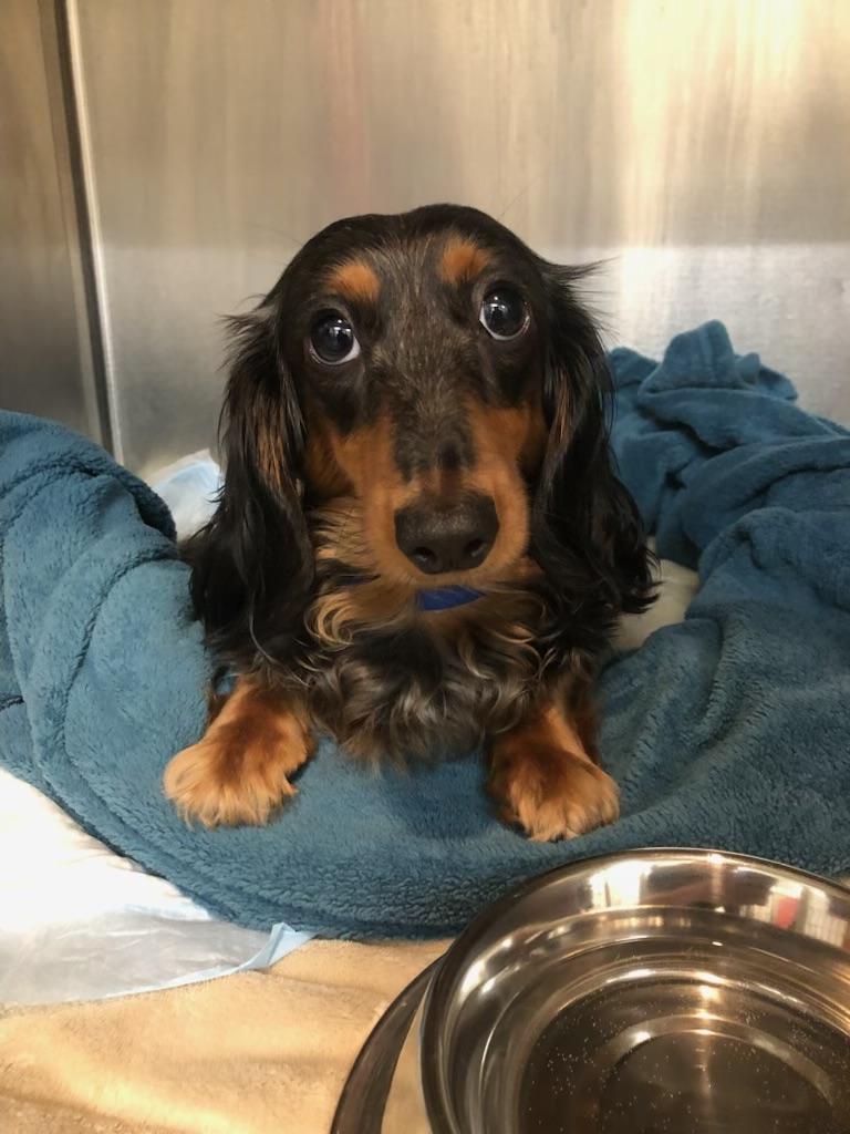 Enlarge Mocha-PARALYZED, a ADOPTABLE Dachshund (Long Haired) in Oak Ridge, NJ image 3/6