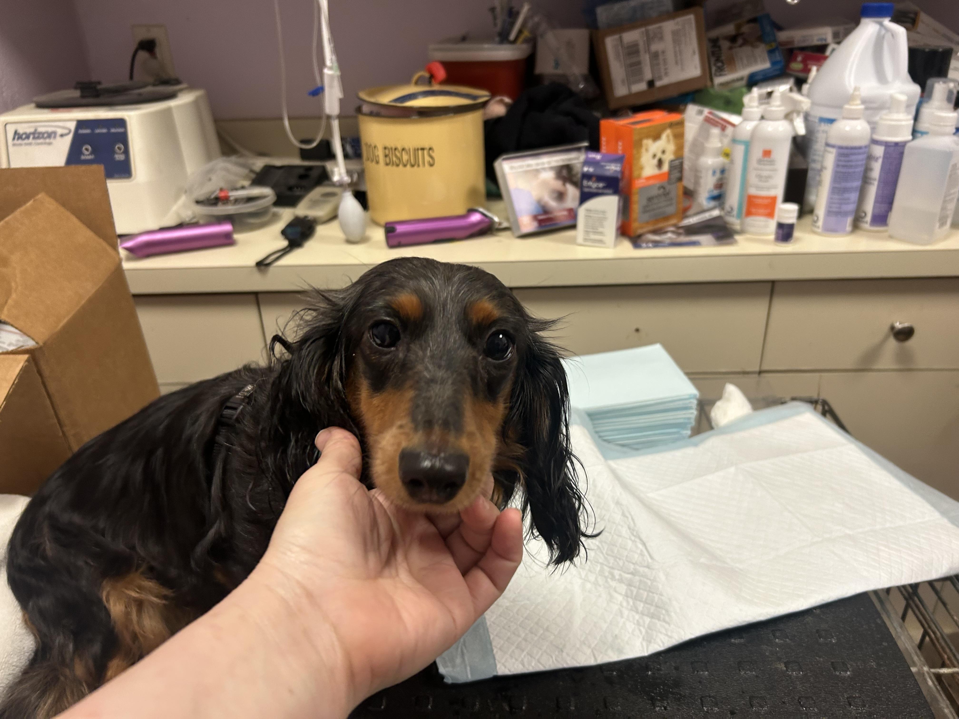 Mocha-PARALYZED, ADOPTABLE, Young Female Dachshund (Long Haired).