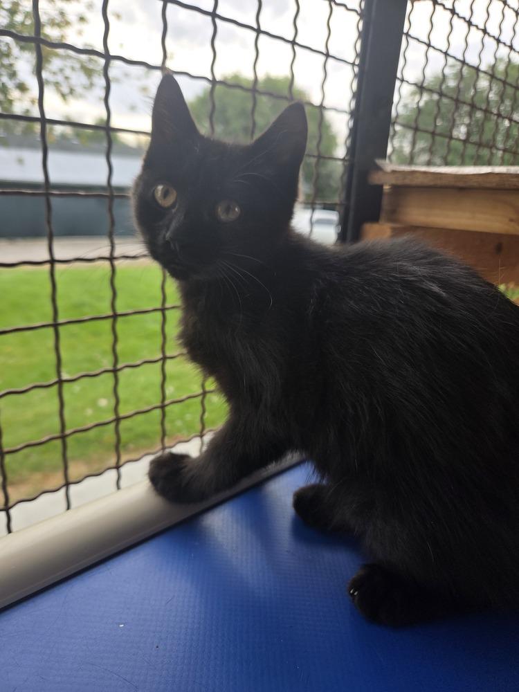 Bubbles, Adoptable, Kitten Female Domestic Short Hair.