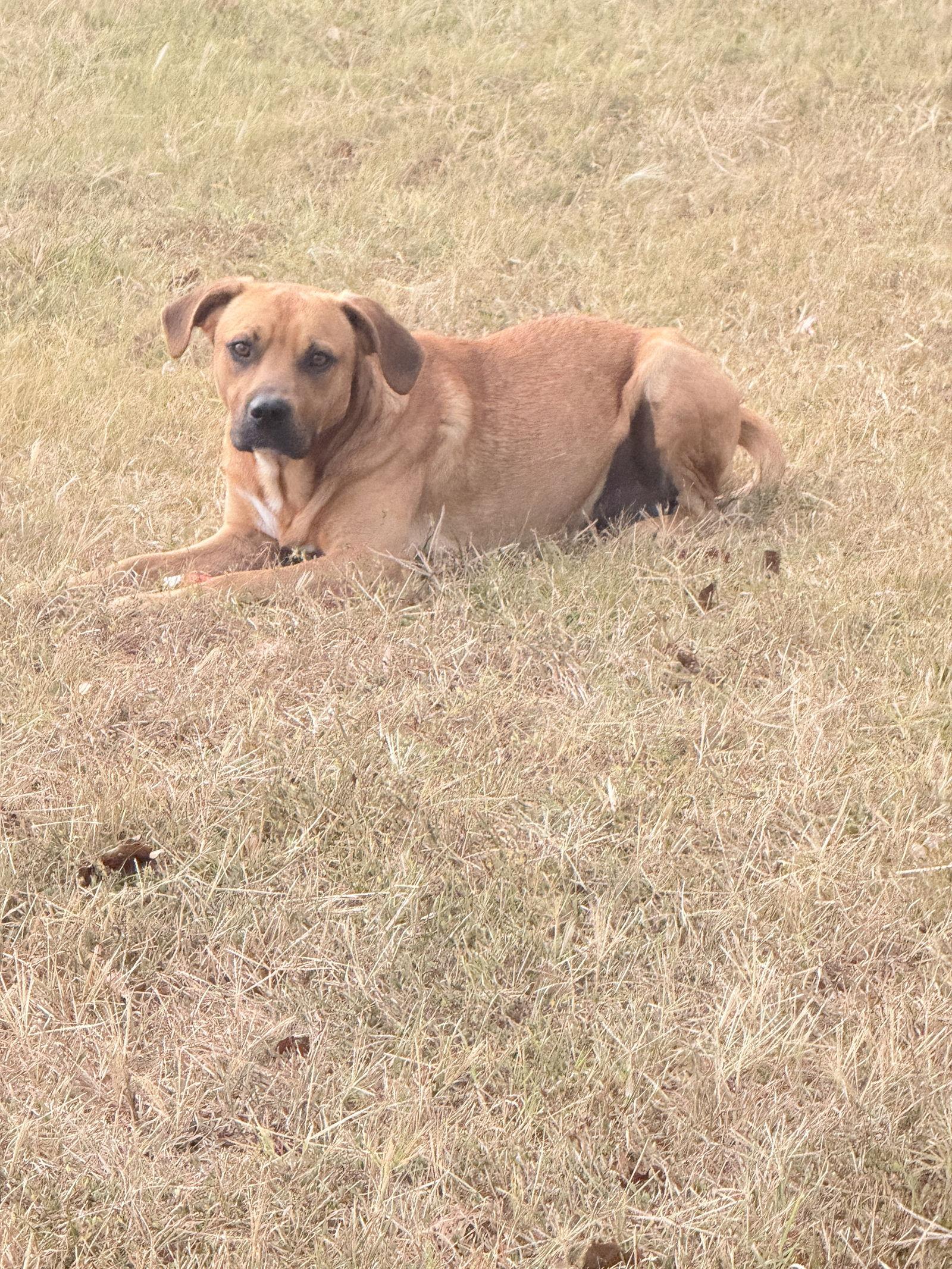 Lukas, Adoptable, Young Male Pit Bull Terrier.