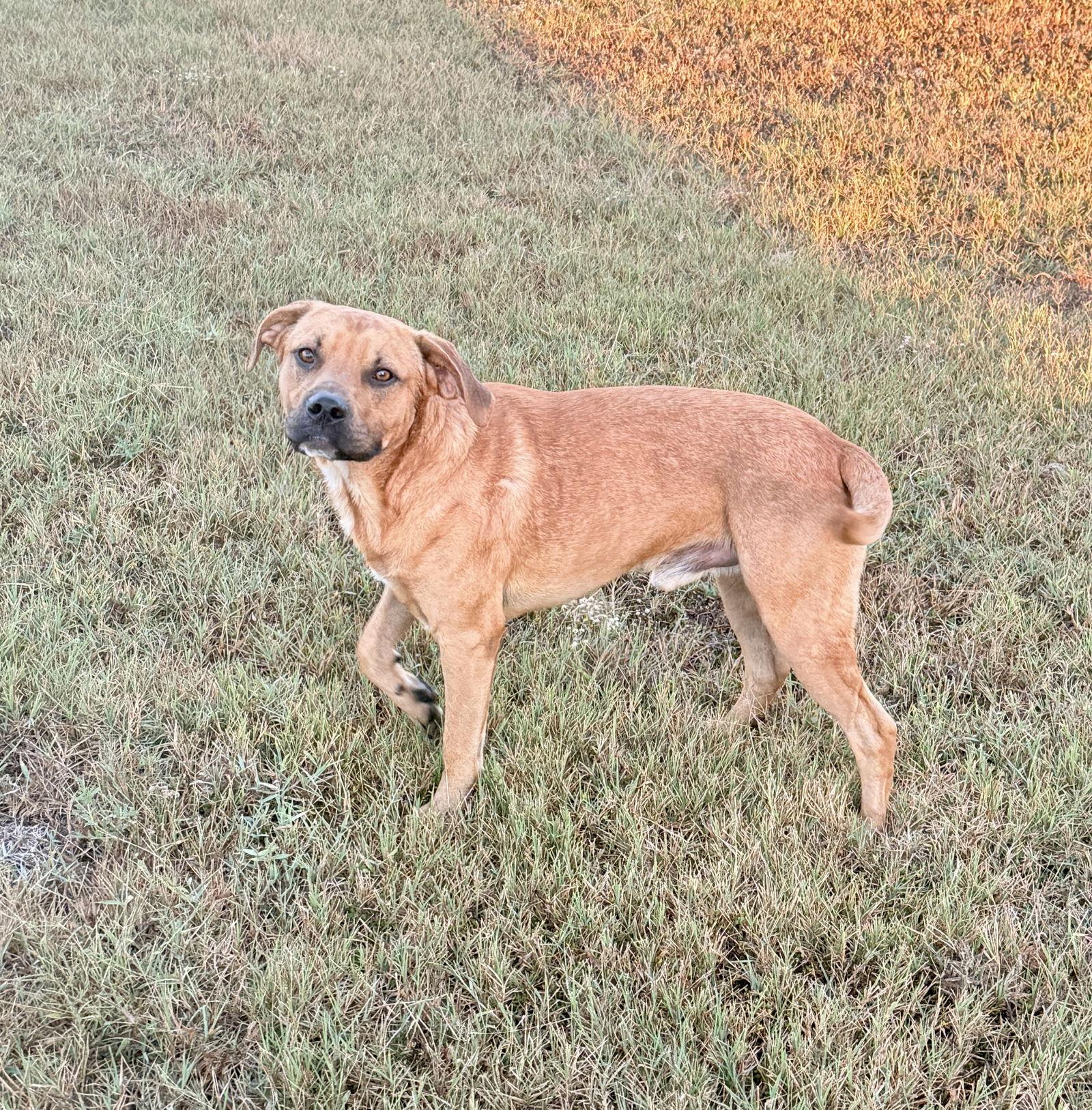 Lukas, a Adoptable Pit Bull Terrier in Prague, OK image 2/3