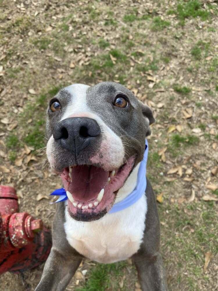 Gabriel, a Adoptable mixed breed in Scott, LA image 1/6