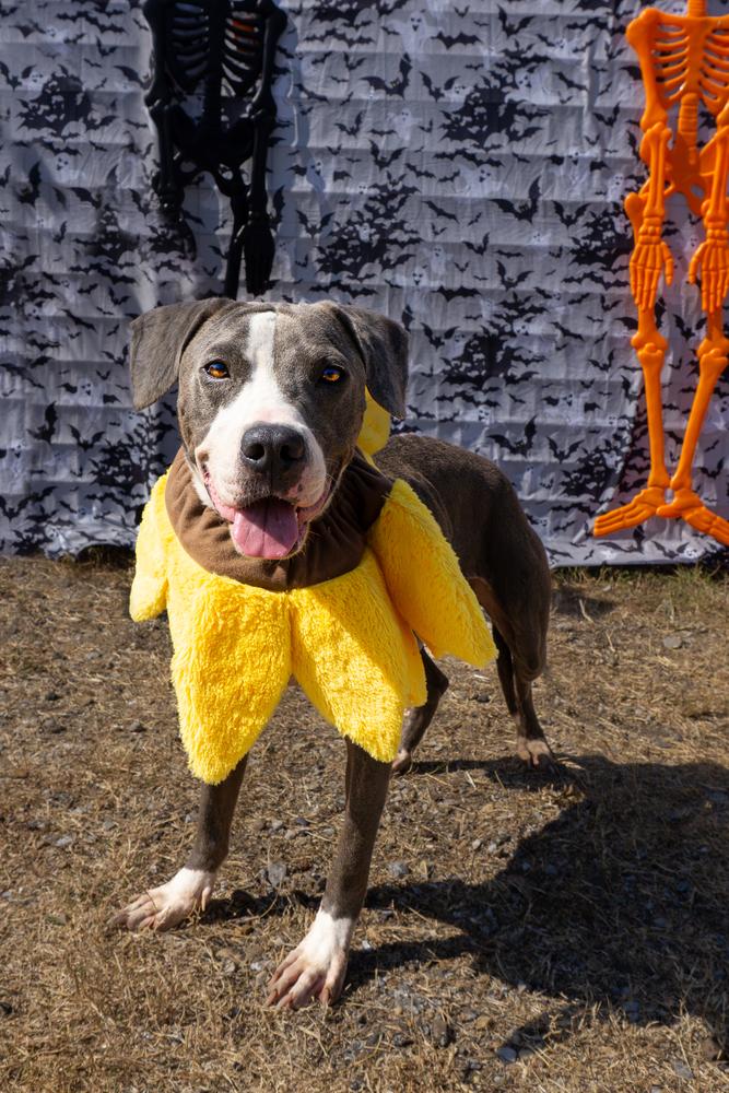 Gabriel, a Adoptable mixed breed in Scott, LA image 2/6