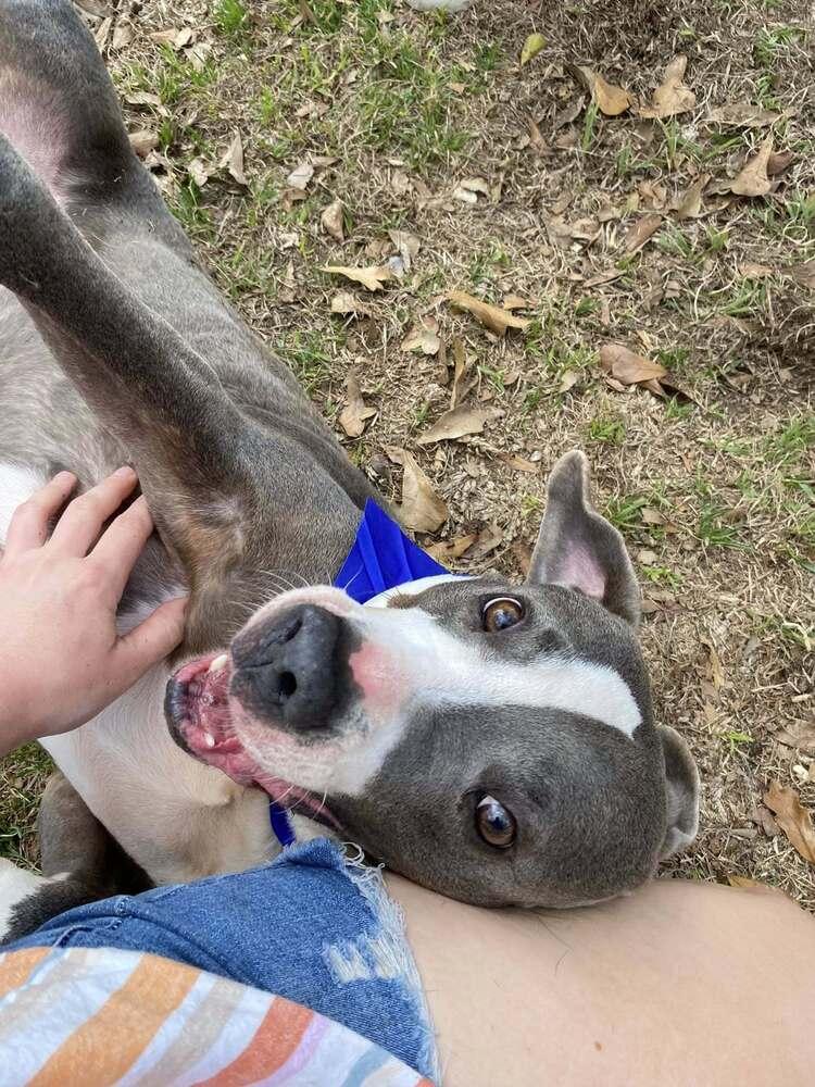 Gabriel, a Adoptable mixed breed in Scott, LA image 3/6