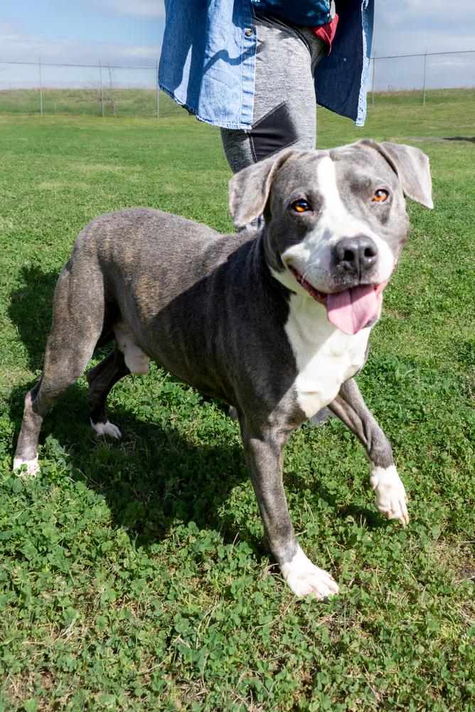 Gabriel, a Adoptable mixed breed in Scott, LA image 4/6