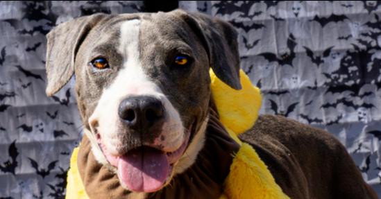 Gabriel, a Adoptable mixed breed in Scott, LA image 5/6