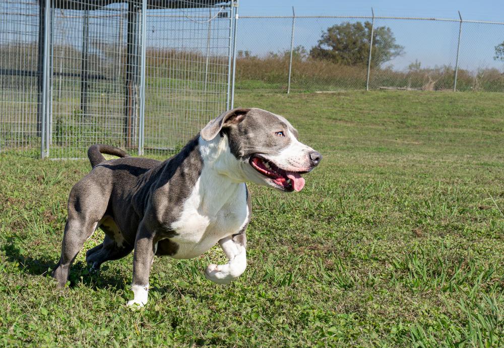 Gabriel, a Adoptable mixed breed in Scott, LA image 6/6