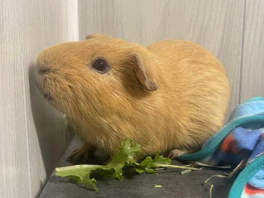 Peanut, a Adoptable Guinea Pig in Troy, AL image 1/4