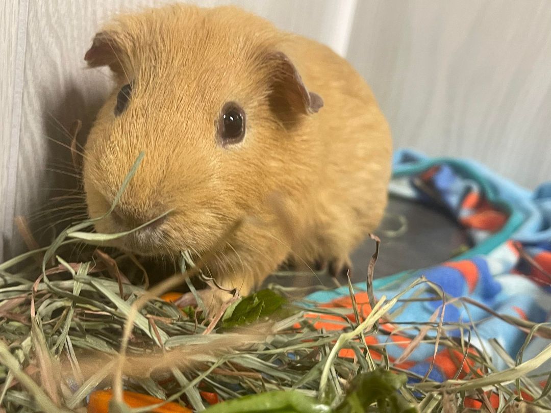 Peanut, a Adoptable Guinea Pig in Troy, AL image 2/4
