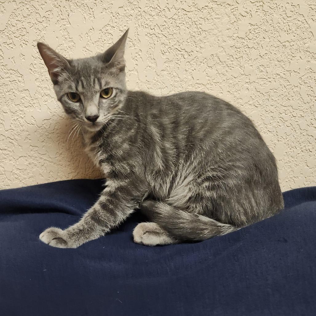 Tiberius 3, Adoptable, Young Male Domestic Short Hair.