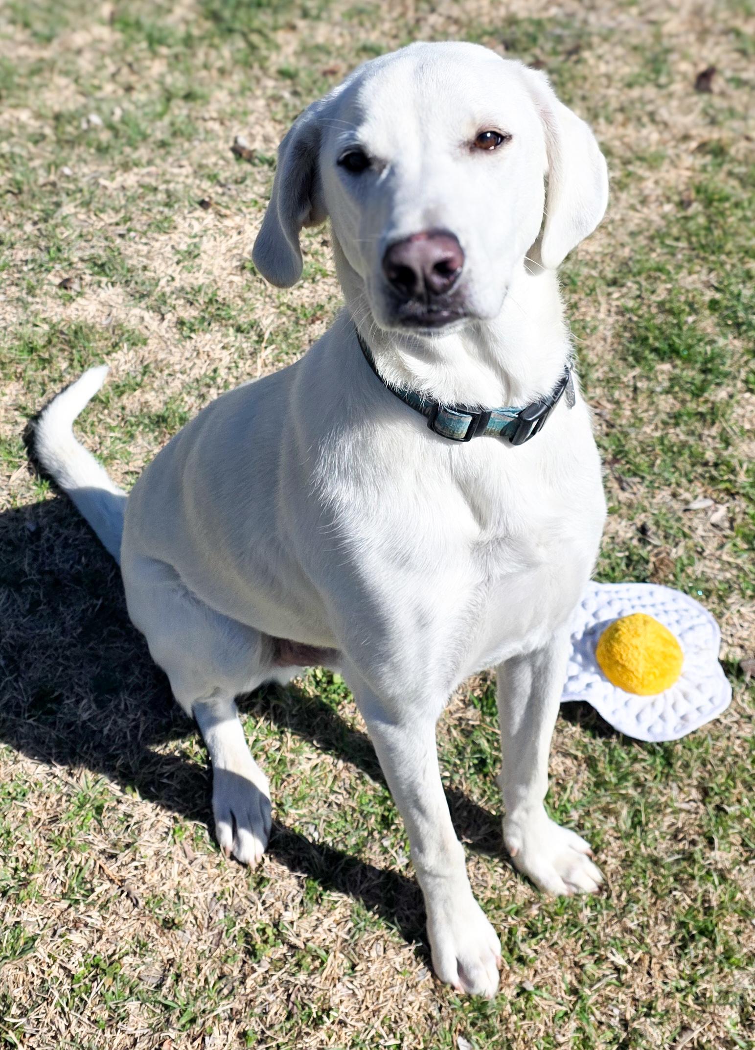 Howie, an adopted Labrador Retriever in Williston, VT image 4/6