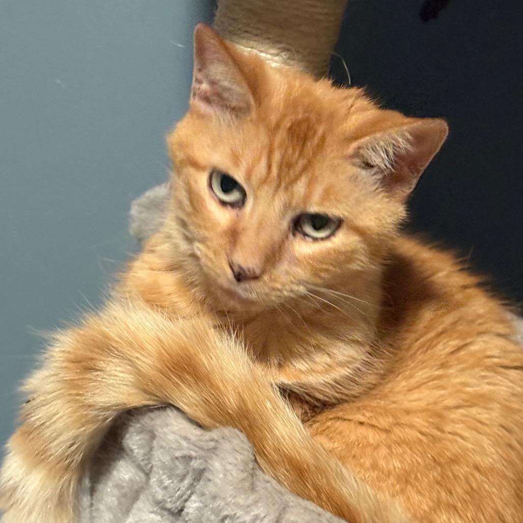 Jules, Adoptable, Senior Male Domestic Short Hair.