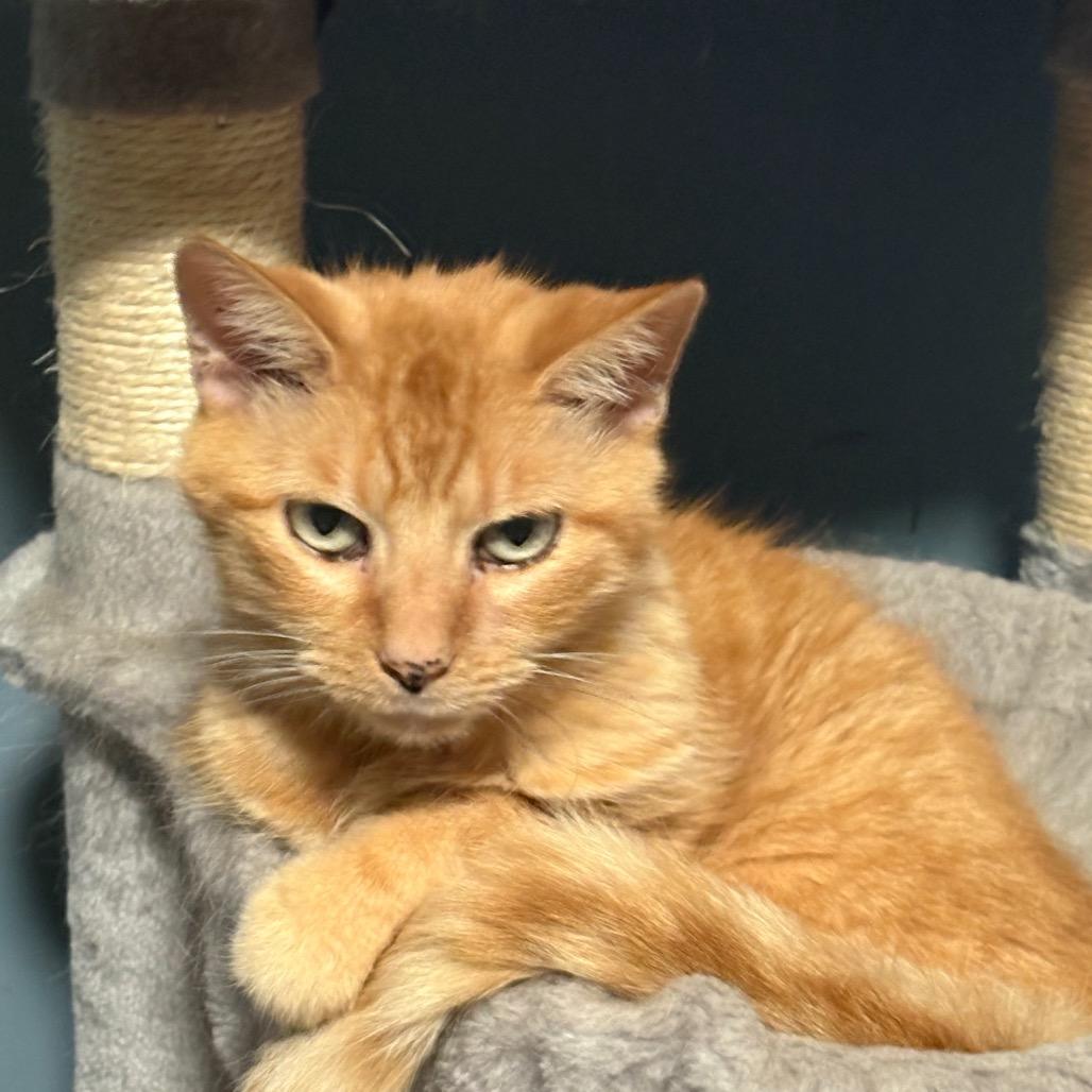 Jules, a Adoptable Domestic Short Hair in ATOKA, TN image 2/6