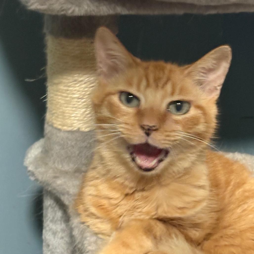Jules, a Adoptable Domestic Short Hair in ATOKA, TN image 3/6